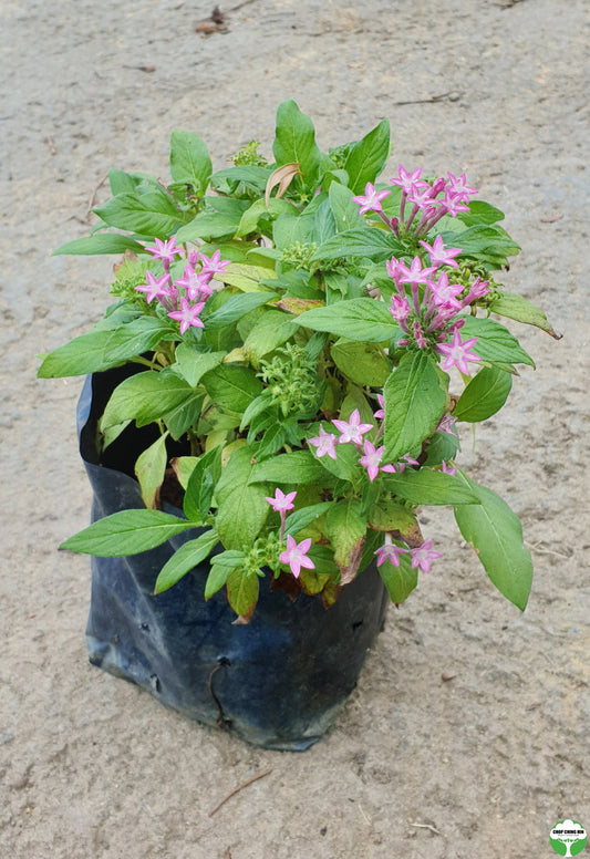 Pentas lanceolata (Pink)