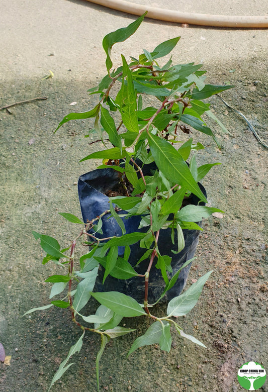 Persicaria odorata