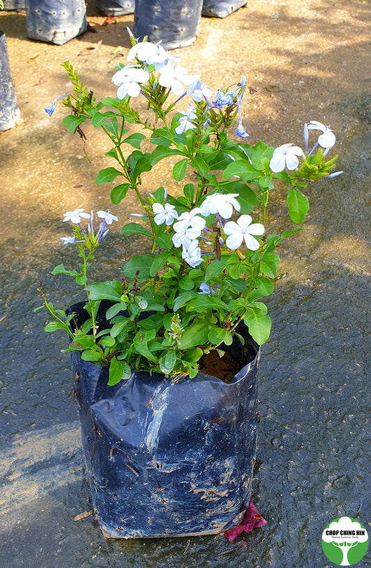 Plumbago auriculata