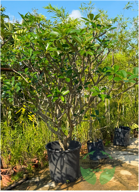 Plumeria obtusa 'Dwarf Singapore Pink'