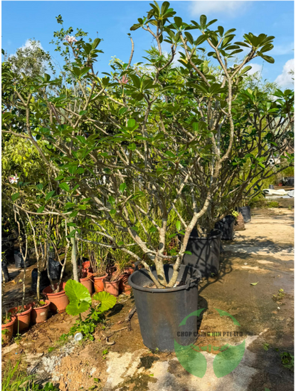 Plumeria obtusa 'Dwarf Singapore Pink'