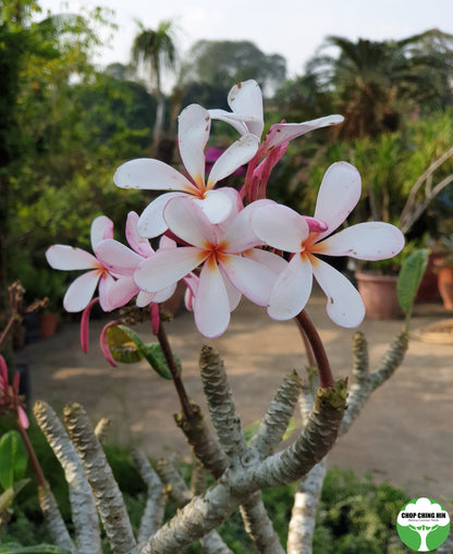 Plumeria obtusa 'Dwarf Singapore Pink'