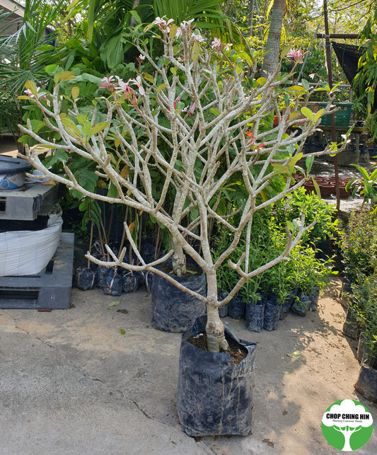 Plumeria obtusa 'Dwarf Singapore Pink'