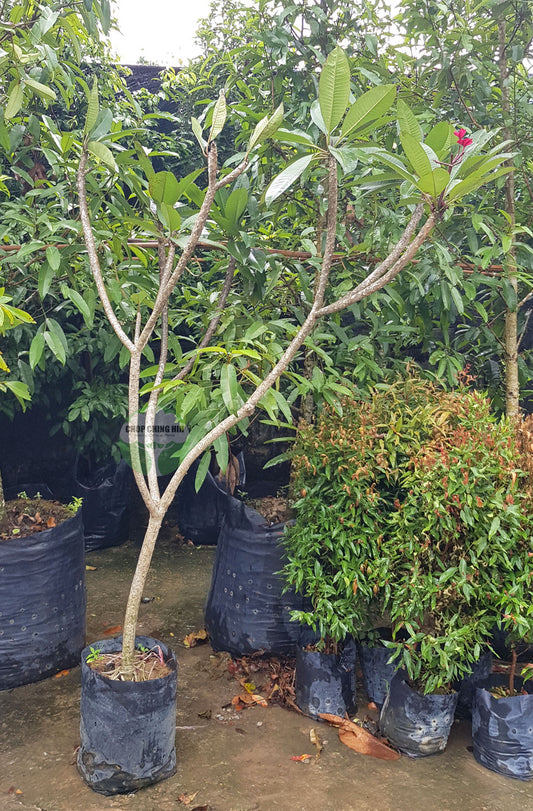 Plumeria rubra cultivars