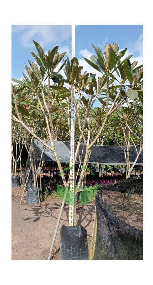 Plumeria rubra cultivars