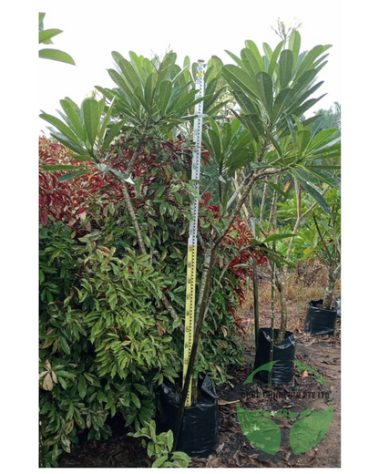 Plumeria obtusa