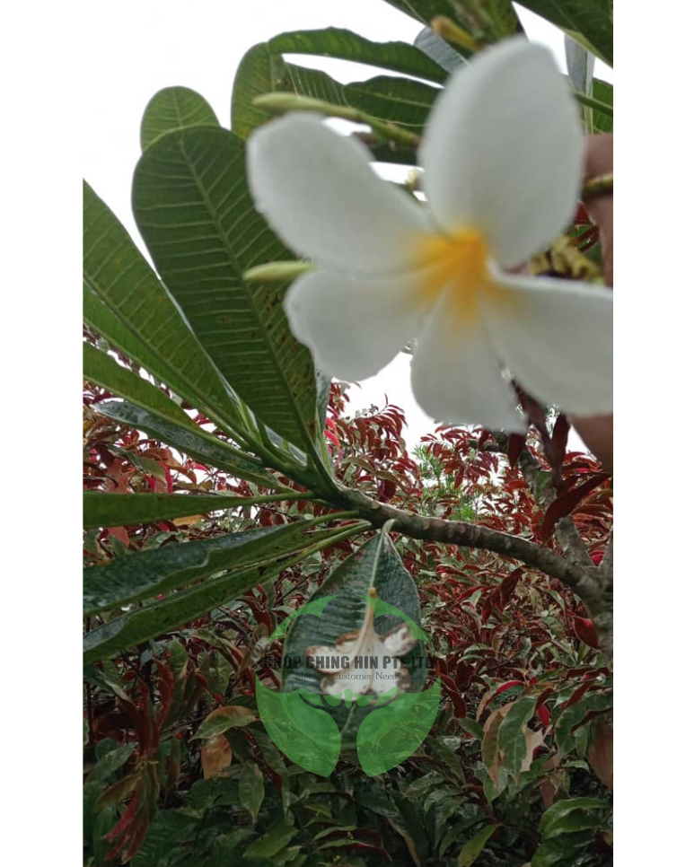 Plumeria obtusa