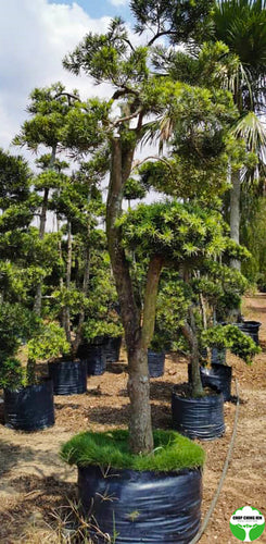 Podocarpus bonsai