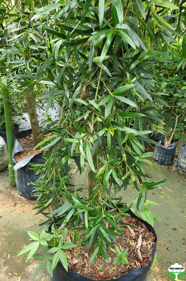 Podocarpus neriifolius