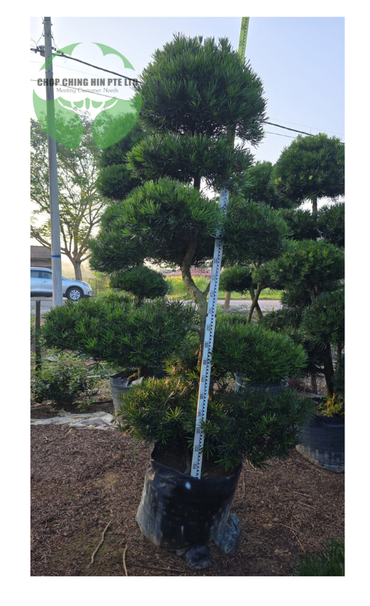 Podocarpus Bonsai Shape