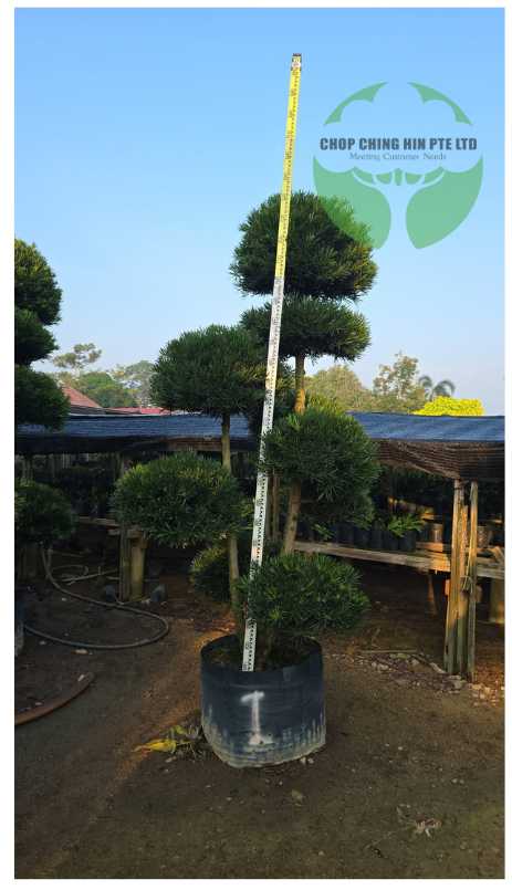 Podocarpus Bonsai Shape