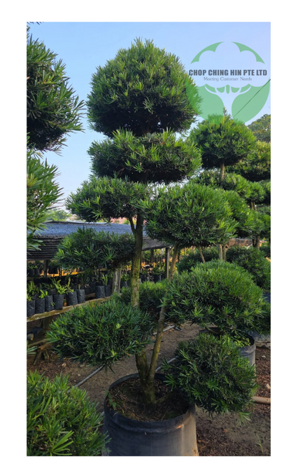 Podocarpus Bonsai Shape