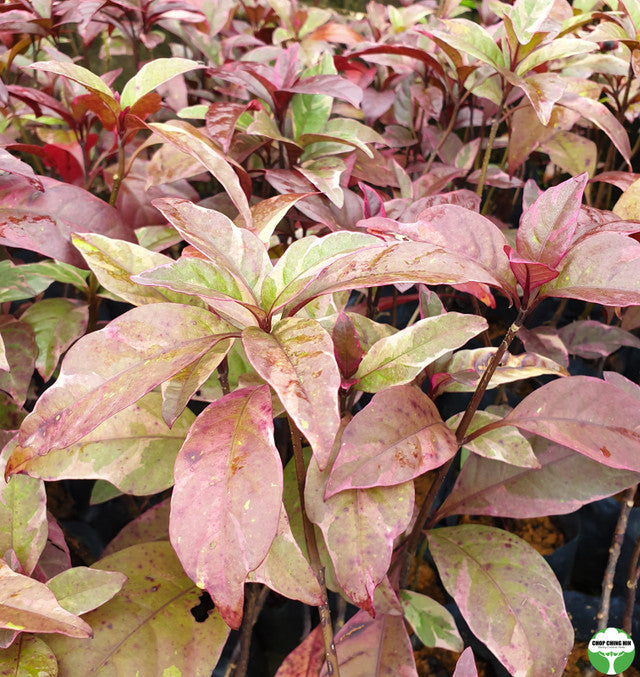 Pseuderanthemum 'Pink'