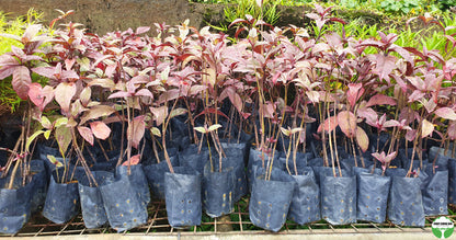 Pseuderanthemum 'Pink'