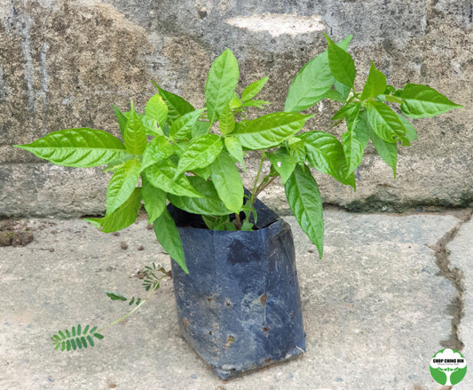 Pseuderanthemum andersonii