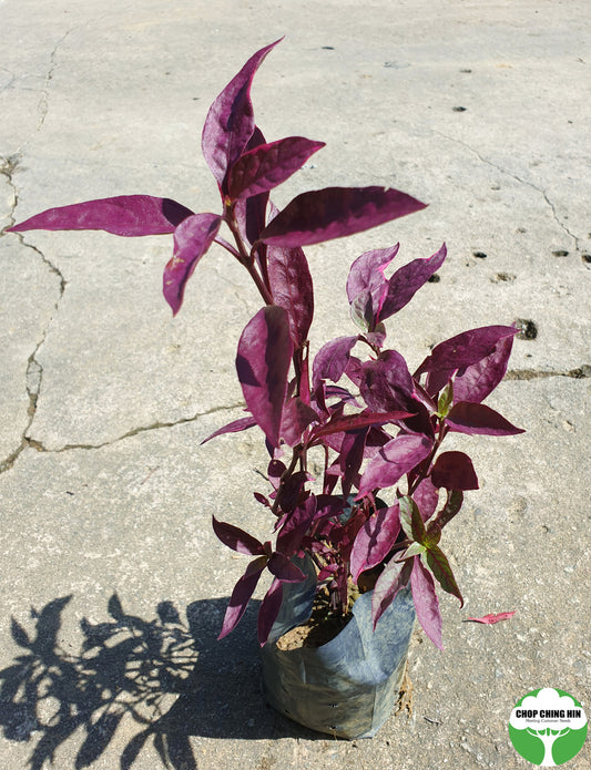 Pseuderanthemum carruthersii (reddish leaves)