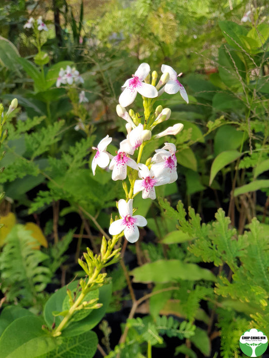 Pseuderanthemum carruthersii var. carruthersii 'Reticulatum'