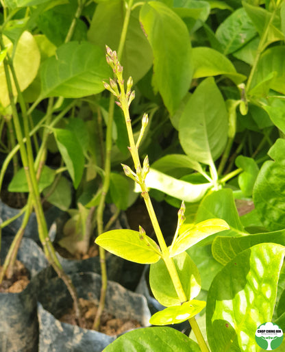 Pseuderanthemum carruthersii var. carruthersii 'Reticulatum'