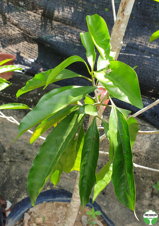 Pteleocarpa lamponga