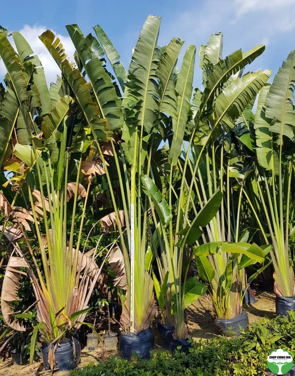 Ravenala madagascariensis – Chop Ching Hin Pte Ltd