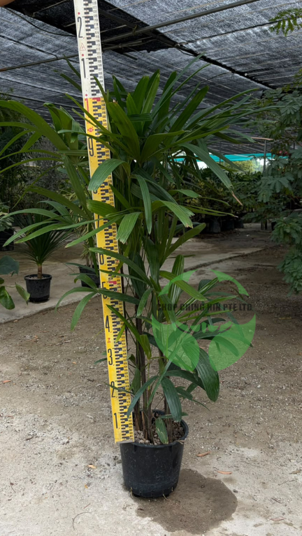 Rhapis excelsa (Hydro)