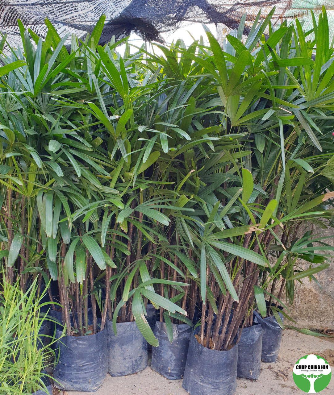 Rhapis excelsa – Chop Ching Hin Pte Ltd