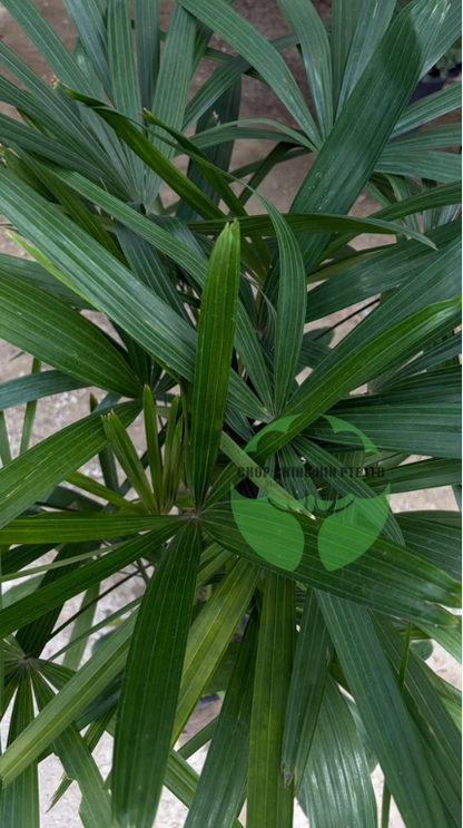 Rhapis excelsa (Hydro)