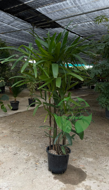 Rhapis excelsa (Hydro)