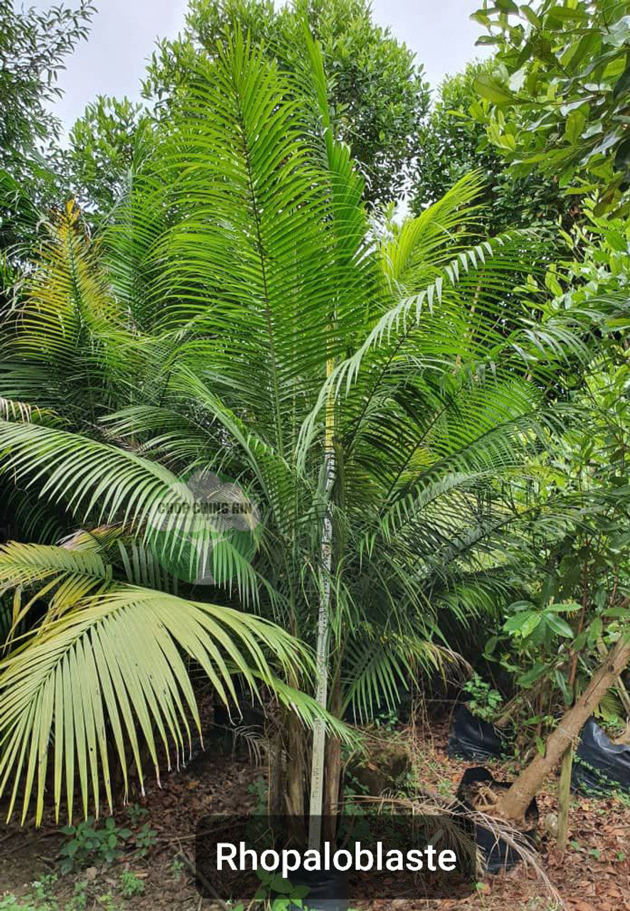 Rhopaloblaste ceramica – Chop Ching Hin Pte Ltd