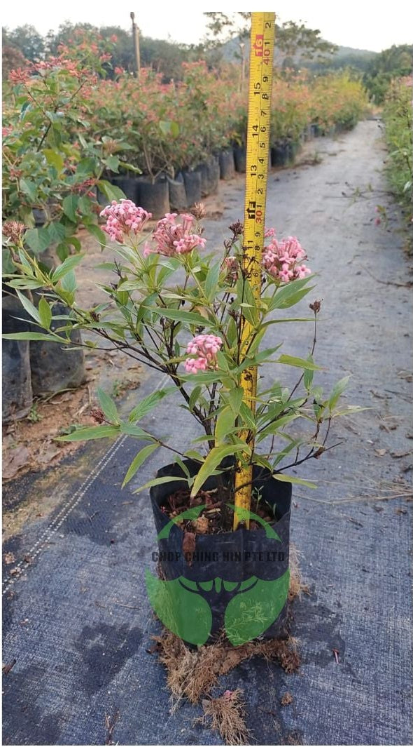 Rondeletia leucophylla