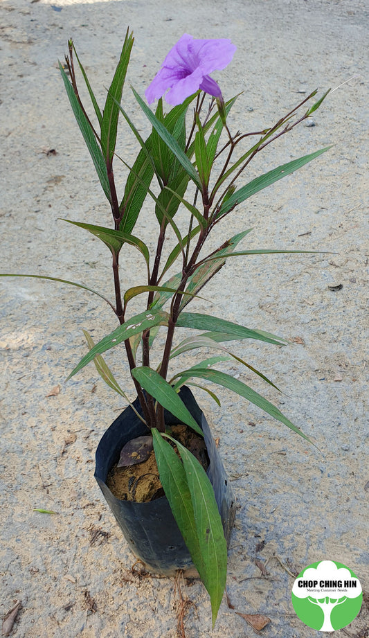 Ruellia simplex