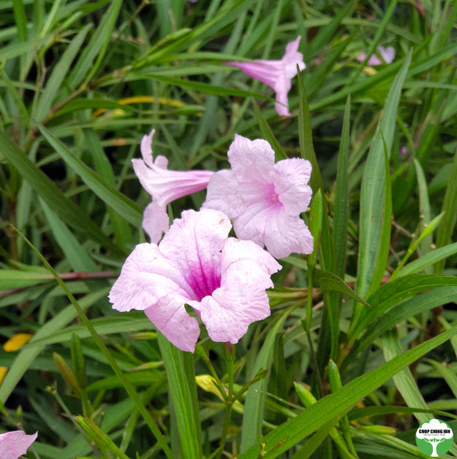 Ruellia simplex 'Chi Chi'