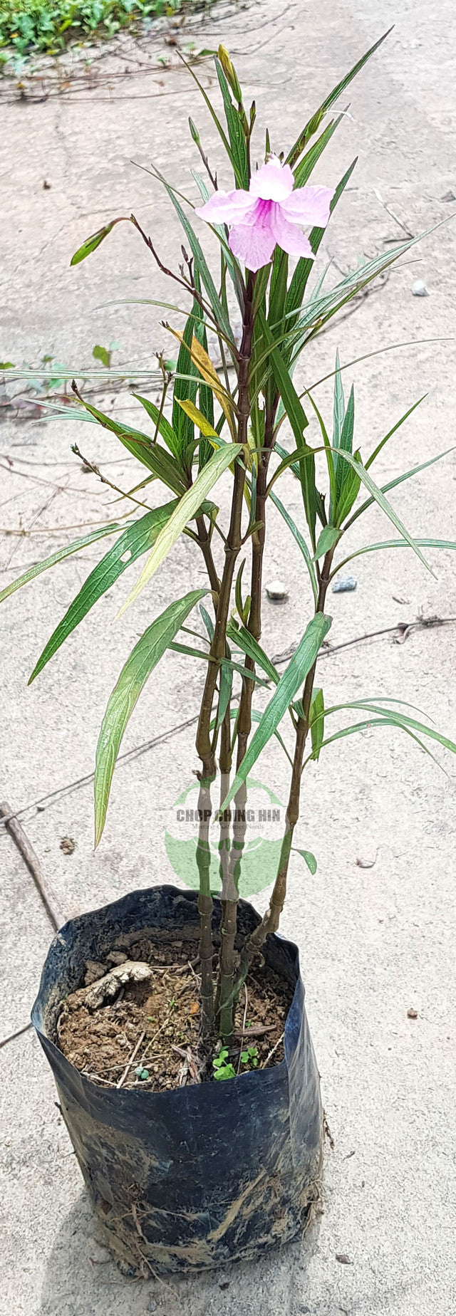 Ruellia simplex 'Chi Chi'