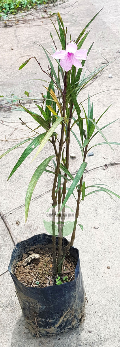 Ruellia simplex 'Chi Chi'