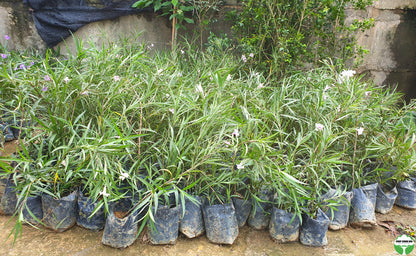 Ruellia simplex 'Chi Chi'