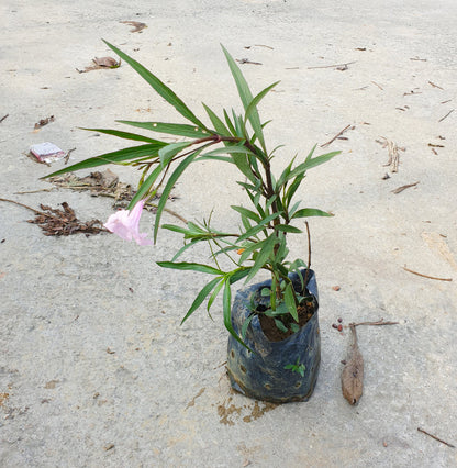 Ruellia simplex 'Chi Chi'