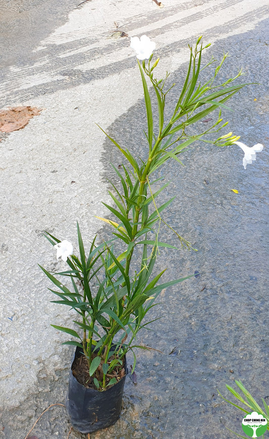 Ruellia simplex 'White Katie'