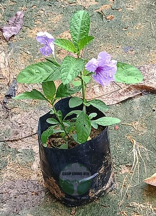 Ruellia tuberosa