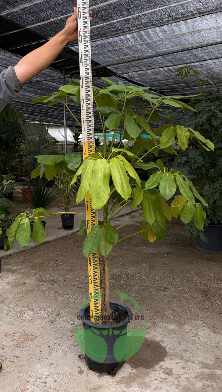 Schefflera actinophylla (Hydro)