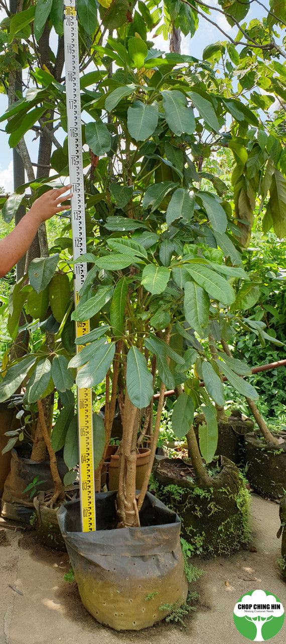 Schefflera actinophylla