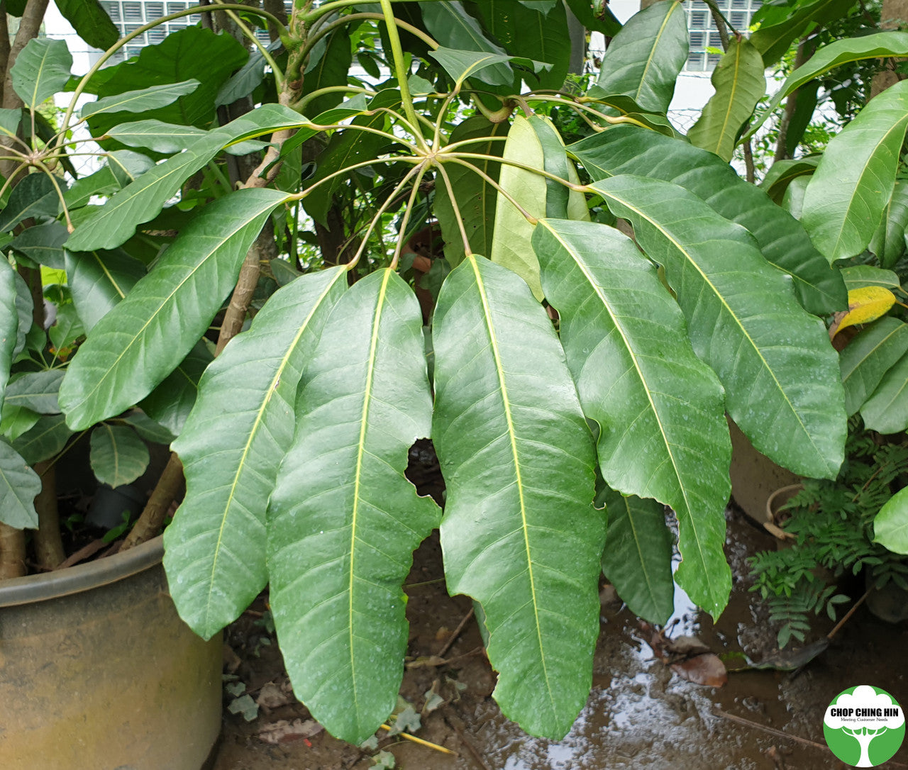 Schefflera actinophylla