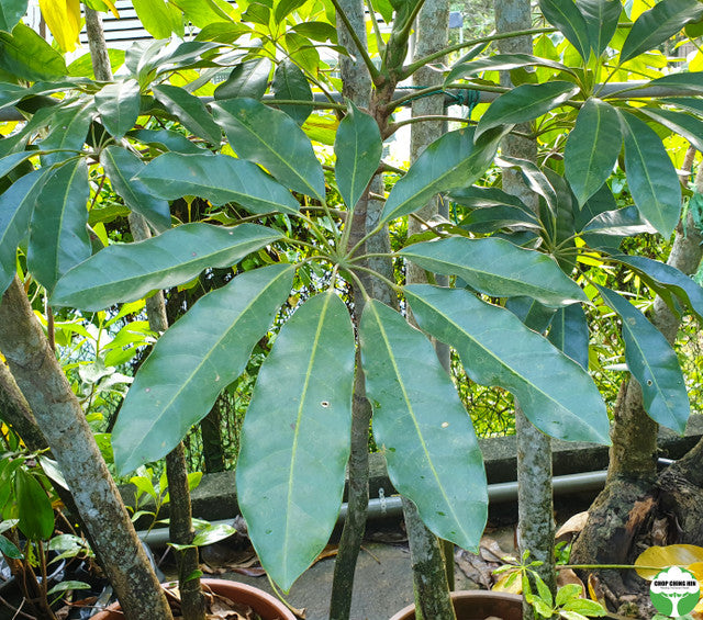 Schefflera actinophylla