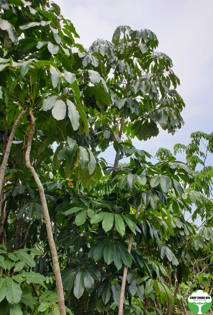 Schefflera actinophylla