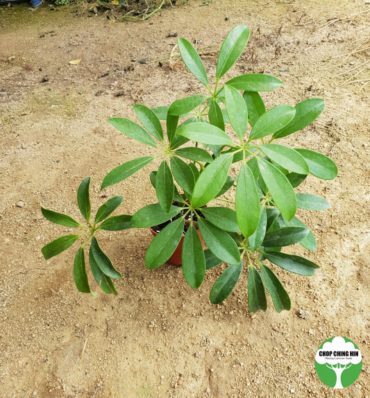 Schefflera arboricola