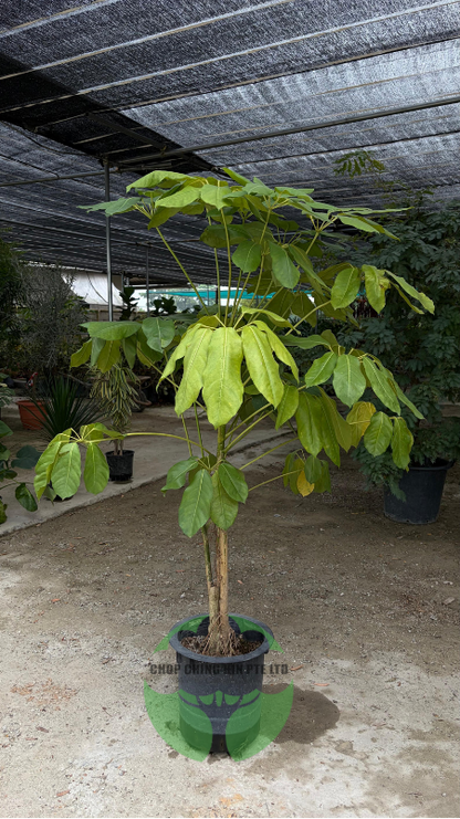 Schefflera actinophylla (Hydro)