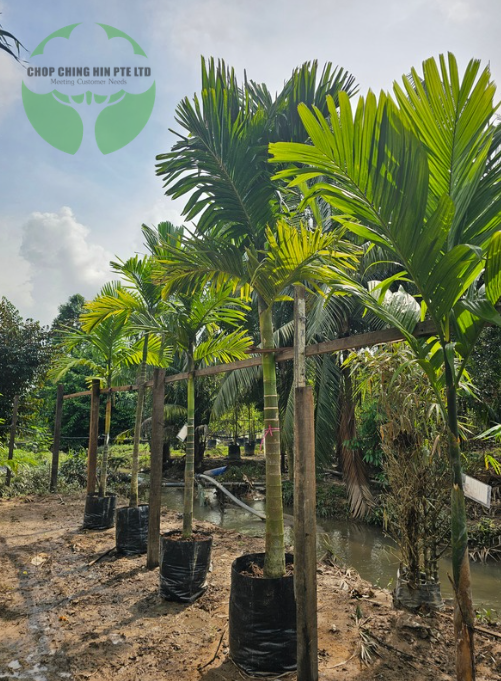 Areca Catechu