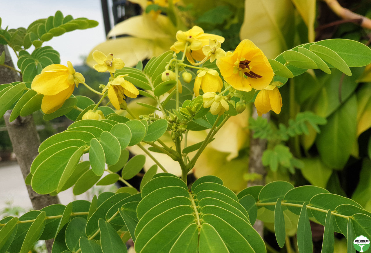 Senna surattensis