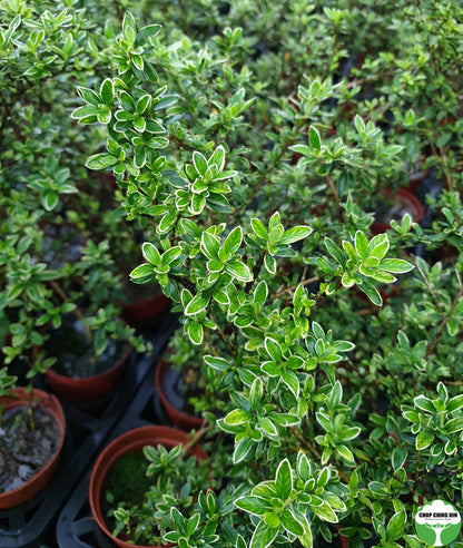 Serissa japonica 'Snow Leaves'