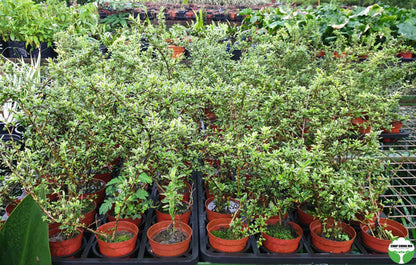 Serissa japonica 'Snow Leaves'