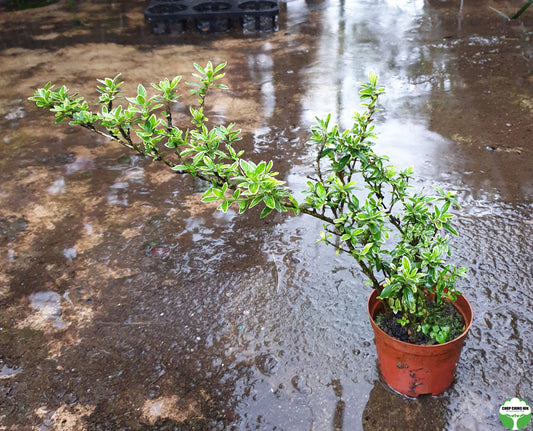 Serissa japonica 'Snow Leaves'